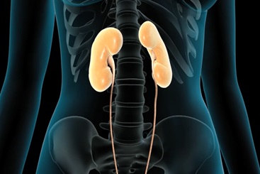 Urinary System Anatomy
